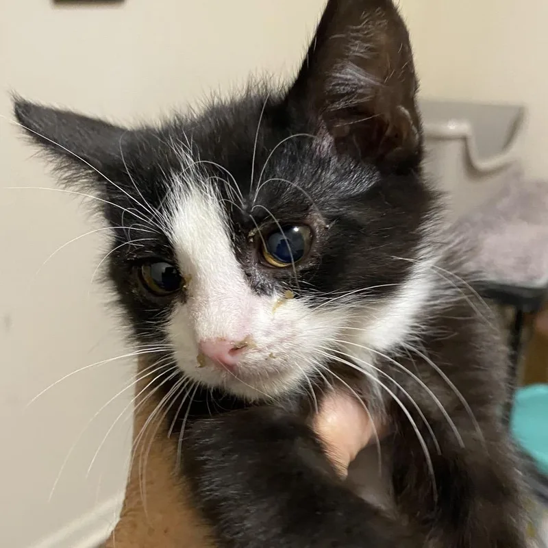 A baby small-sized male Black Domestic Short Hair cat named Carl RJ for adoption in Columbia, MO