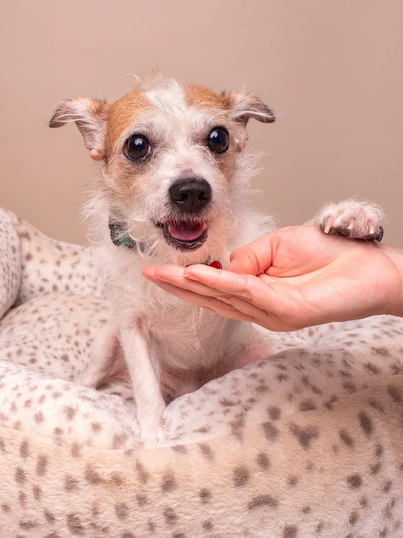 An adult small-sized male Jack Russell Terrier dog named Plaid for adoption in Palo Alto, CA