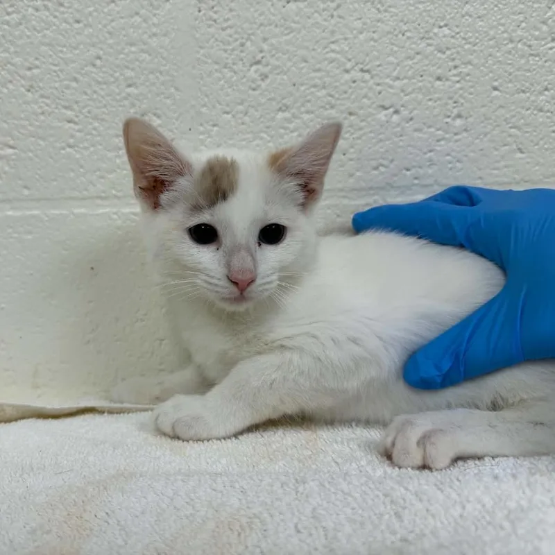 A baby small-sized female Calico Domestic Short Hair cat named SVASStray for adoption in Verona, VA