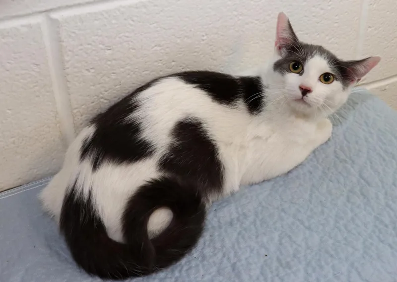 A baby medium-sized male Gray & White Domestic Short Hair cat named Bernie for adoption in Euclid, OH