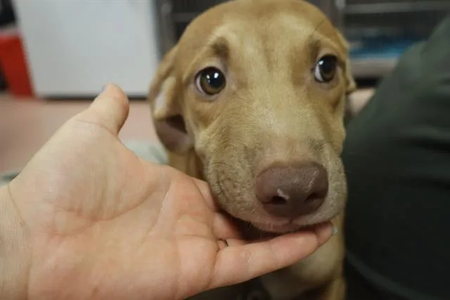 A baby small-sized male Mixed Breed dog named Neil for adoption in Columbia, SC