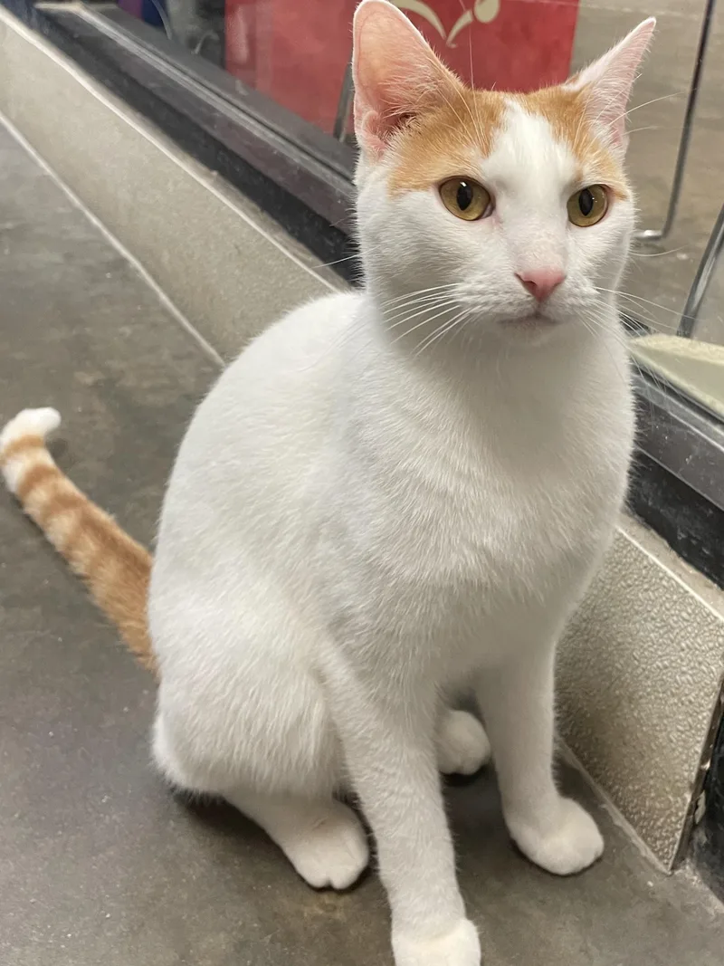 An adult medium-sized male Orange & White Domestic Short Hair cat named Patches for adoption in Morganton, NC