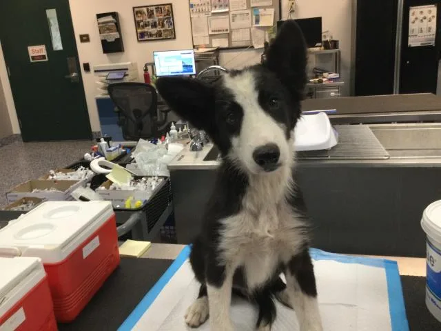 A baby small-sized male Border Collie dog named Alec for adoption in Thousand Palms, CA