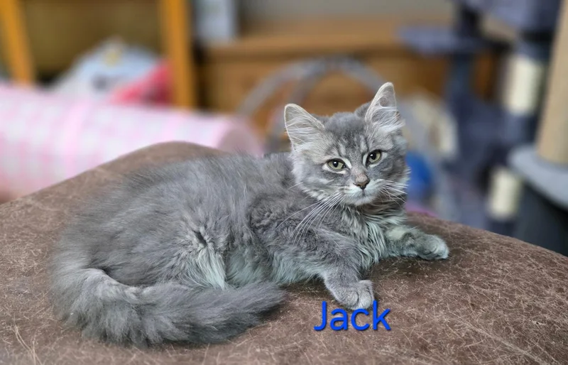 A baby small-sized male Domestic Long Hair cat named Jack for adoption in Faribault, MN