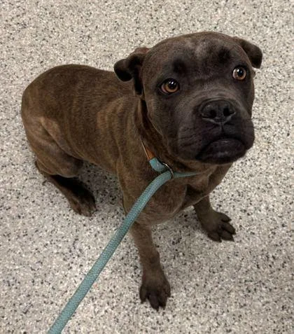 A young large-sized female Gray / Blue / Silver Boxer dog named Chanel for adoption in Kansas City, MO