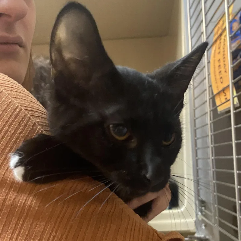 A baby small-sized male Black Domestic Short Hair cat named Tux for adoption in Elyria, OH