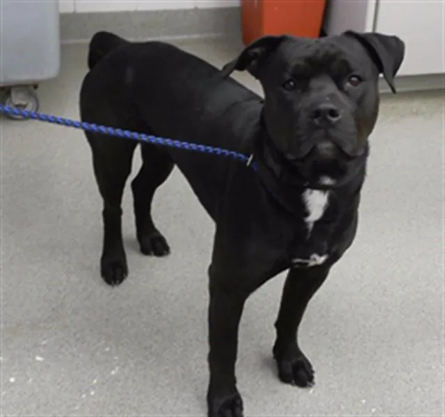 An adult medium-sized male Boxer dog named Zorro for adoption in Omaha, NE