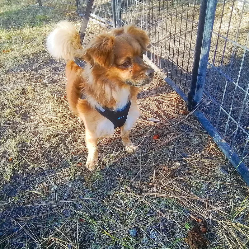 An adult small-sized male Pekingese dog named Tayoh for adoption in Oroville, WA