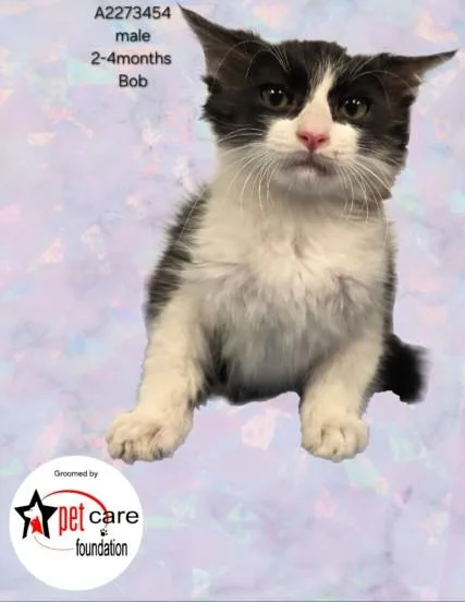A baby small-sized male Domestic Long Hair cat named Bob for adoption in Los Angeles, CA