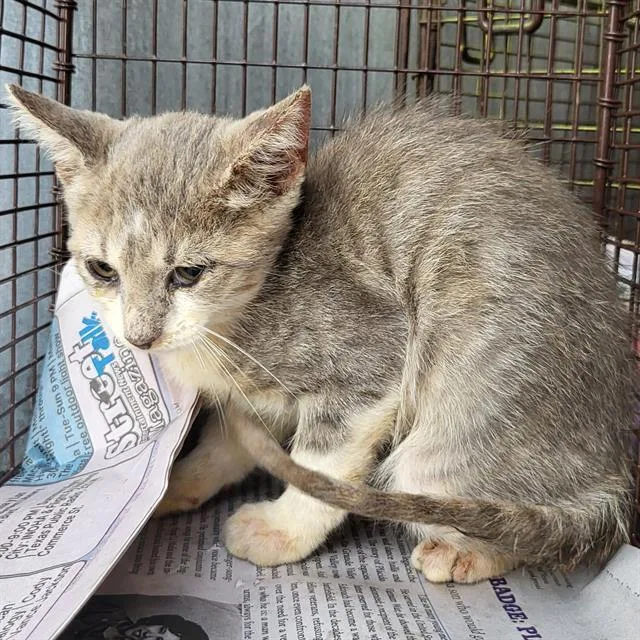 A baby small-sized female Domestic Short Hair cat named Summer for adoption in San Antonio, TX