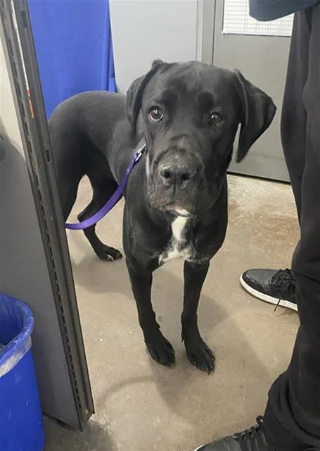 A young extra large-sized female Mixed Breed dog named Rox for adoption in Dallas, TX