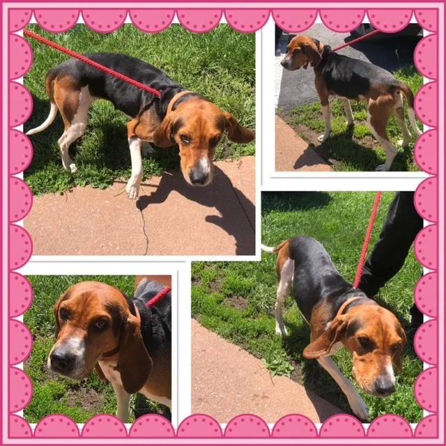An adult medium-sized female Tricolor (Brown, Black, & White) Treeing Walker Coonhound dog named Cherry Cola for adoption in Buckhannon, WV