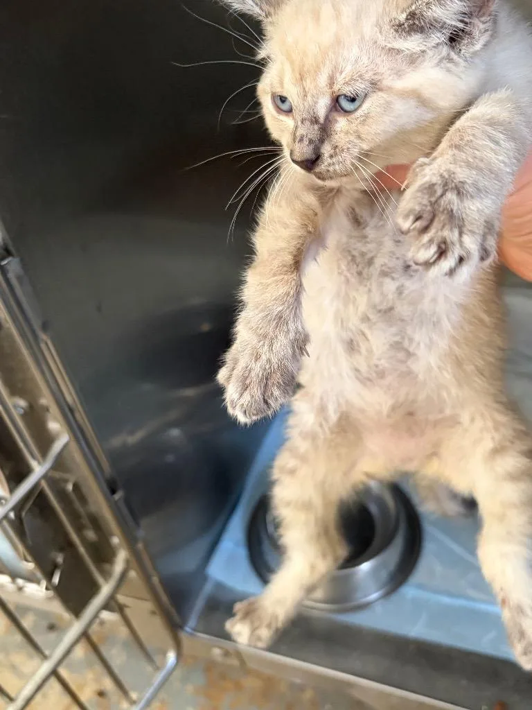 A baby large-sized male Domestic Short Hair cat named Oliver for adoption in Brownwood, TX