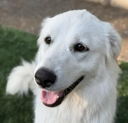 An adult large-sized female Great Pyrenees dog named Gianna for adoption in Fort Worth, TX