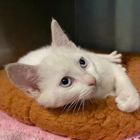 A baby small-sized female White Domestic Short Hair cat named Sugar Britches for adoption in Dayton, OH