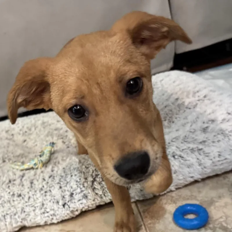 A baby small-sized female Brown / Chocolate Mixed Breed dog named Charm for adoption in Rockville, MD