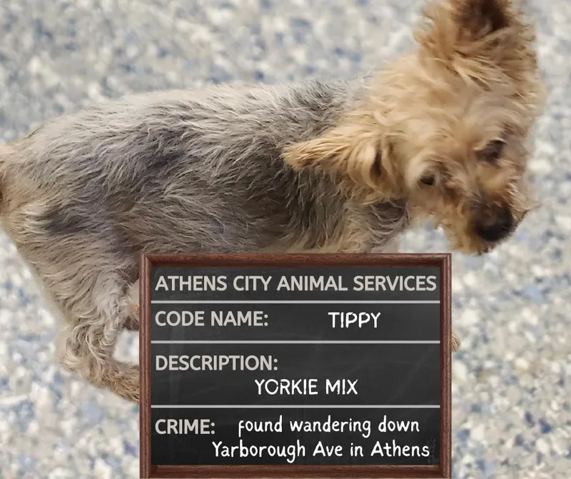 Tippy