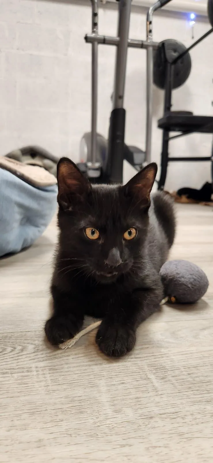 A baby small-sized male Black American Shorthair cat named Smoki for adoption in Highland Park, NJ