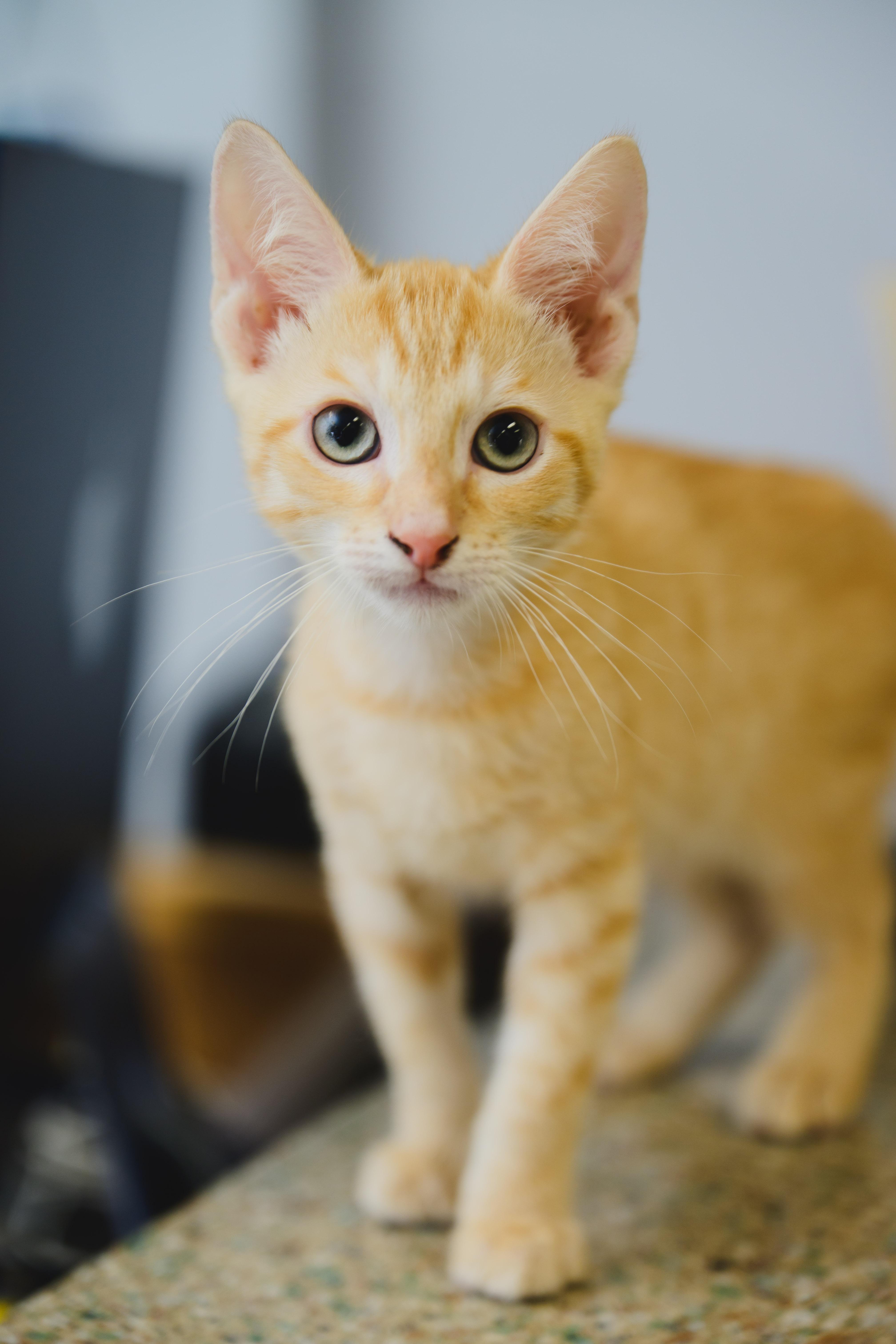 A baby small-sized male Domestic Short Hair cat named Bengal for adoption in Honolulu, HI