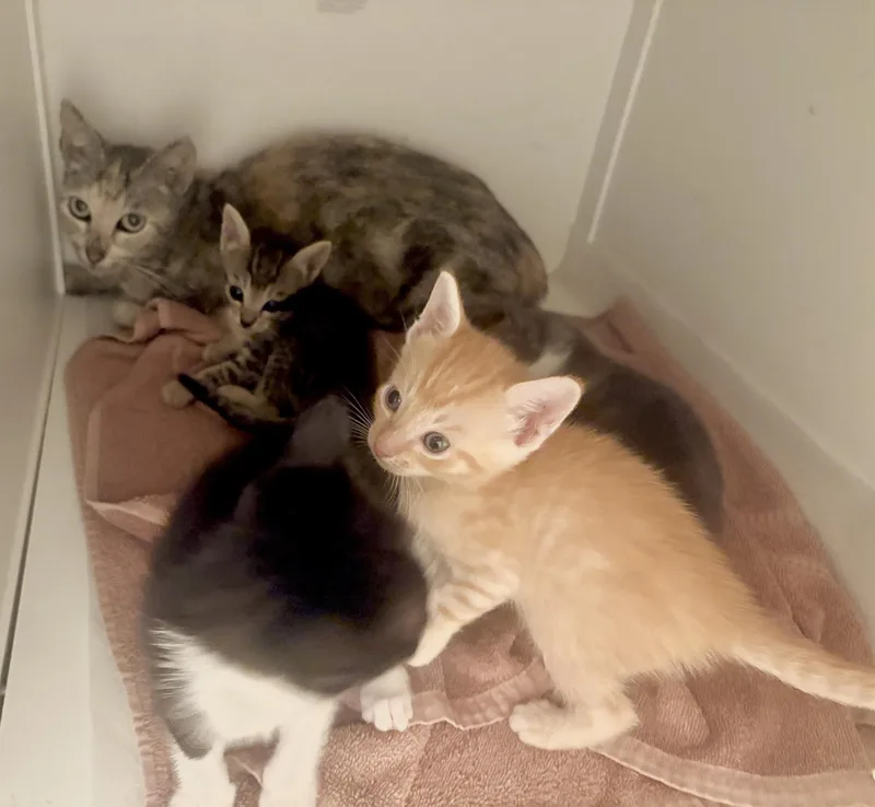 Bengal thumbnail 4