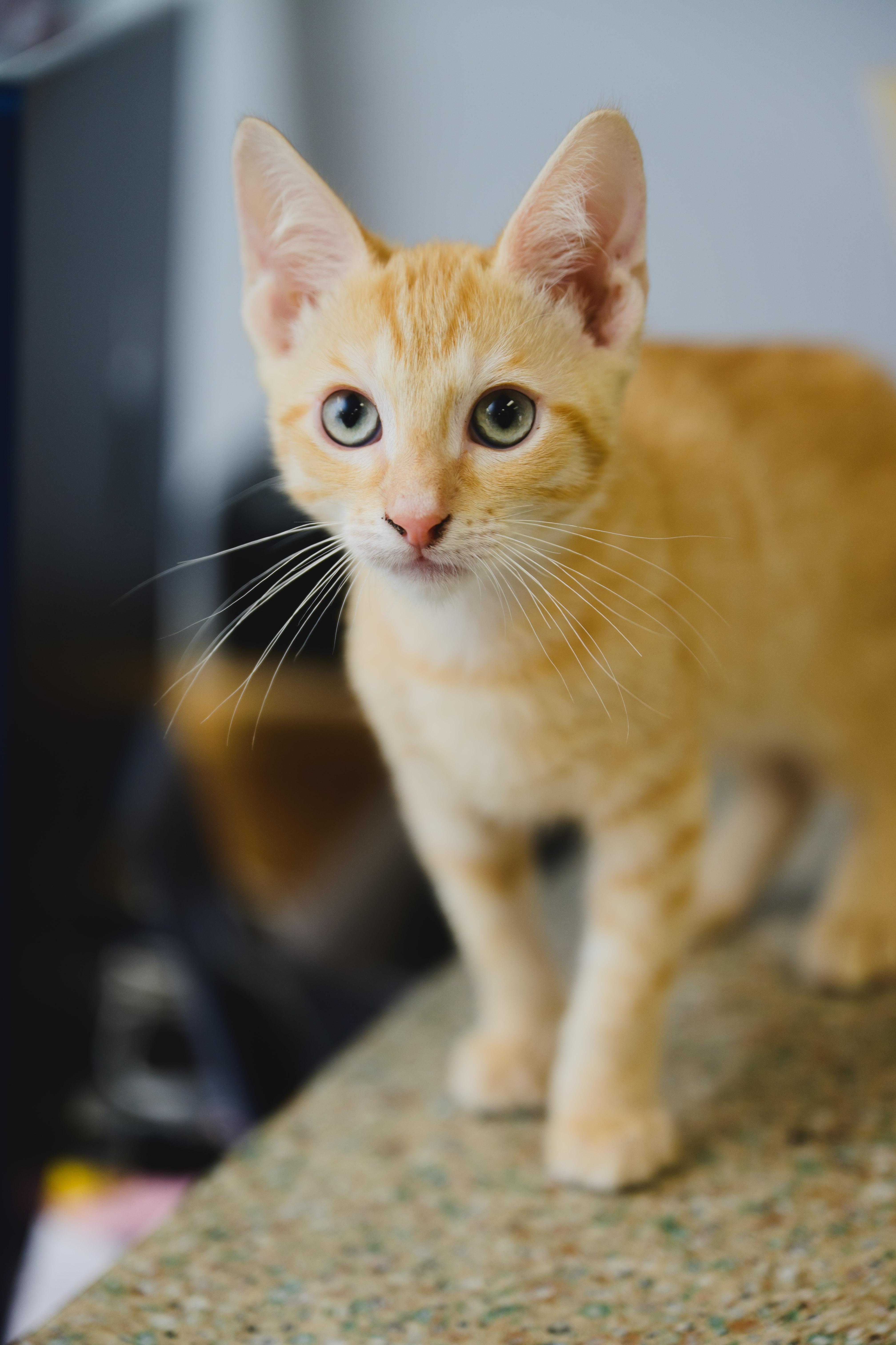 Bengal thumbnail 5