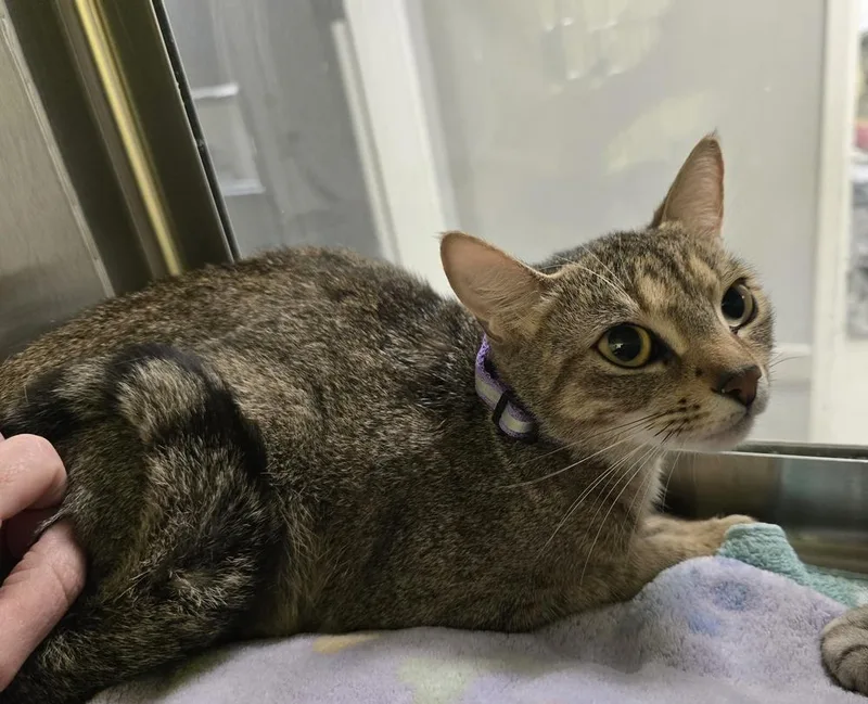 An adult medium-sized female Domestic Short Hair cat named Sorbet for adoption in Dickson, TN