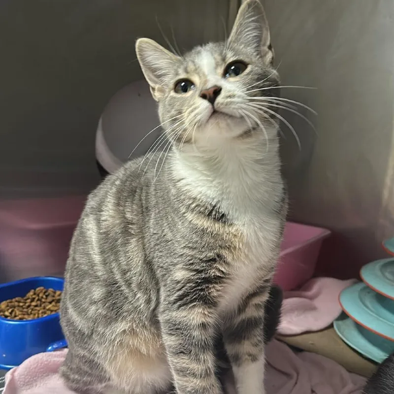 A young medium-sized male Domestic Short Hair cat named Grayson for adoption in San Antonio, TX