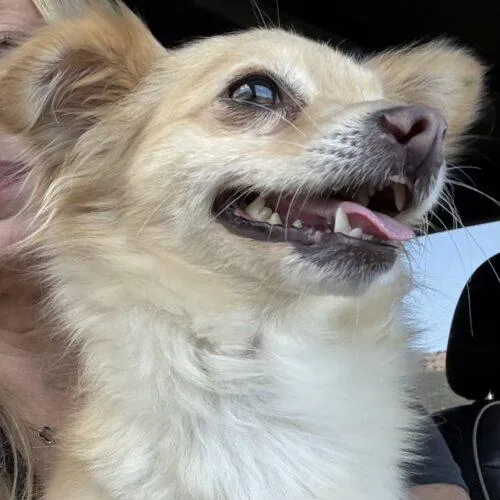A young small-sized female Apricot / Beige Pomeranian dog named Poppy for adoption in San Juan Capistrano, CA