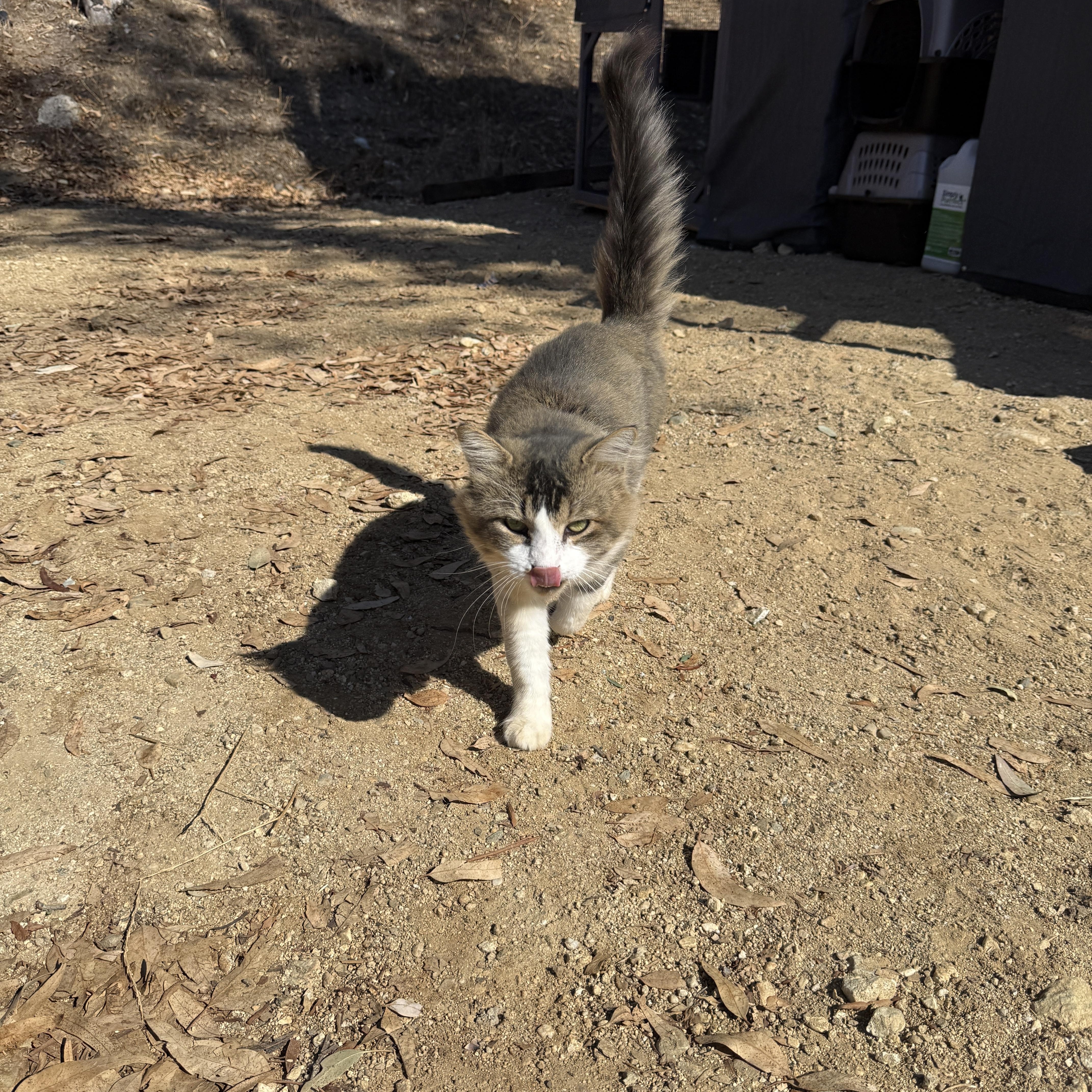 A young medium-sized male Domestic Medium Hair cat named Ricky for adoption in Redlands, CA