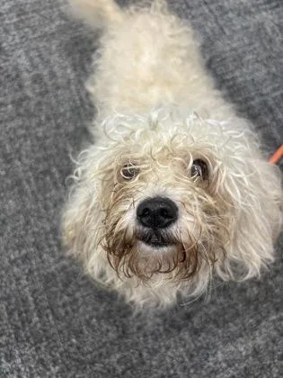 An adult small-sized male Mixed Breed dog named Sunni for adoption in West Chester, PA