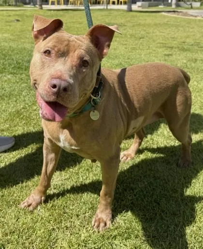 An adult medium-sized female Pit Bull Terrier dog named Sunflower for adoption in Honolulu, HI