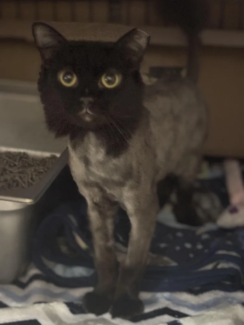 A young medium-sized female Black Domestic Long Hair cat named Simone for adoption in Pittsburgh, PA