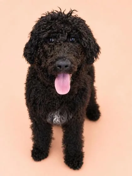 A young small-sized male Standard Poodle dog named Jerry for adoption in Bowling Green, KY