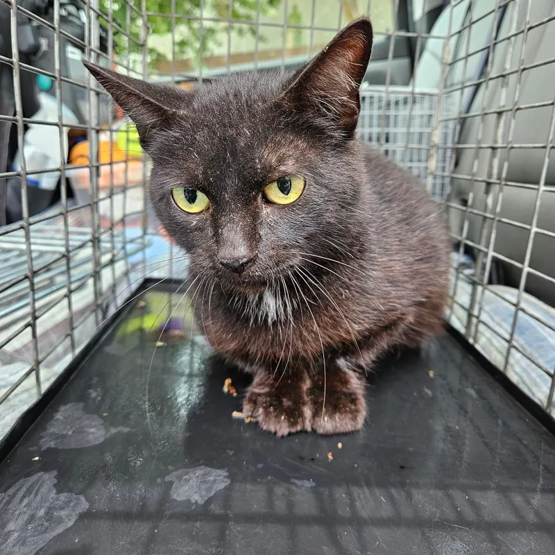 A young small-sized female Black Domestic Medium Hair cat named Clara for adoption in Lake Jackson, TX