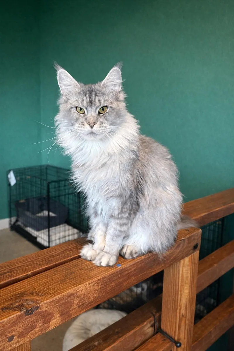 A baby large-sized female Tabby (Gray / Blue / Silver) Maine Coon cat named Winter for adoption in Dover, AR