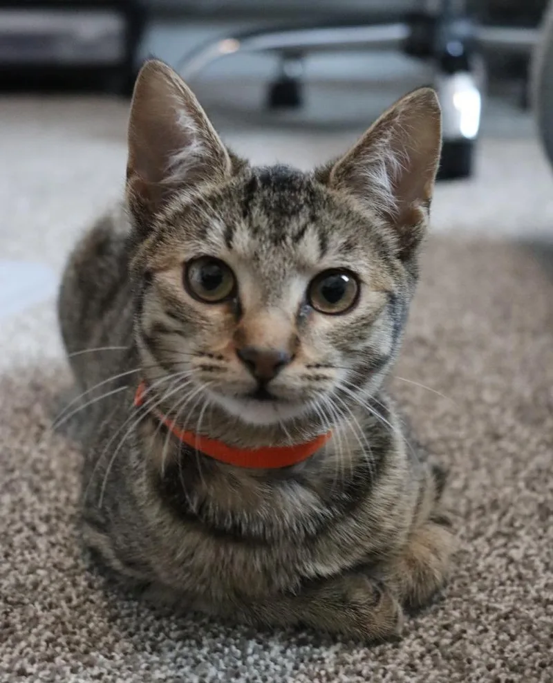 A baby small-sized female Domestic Short Hair cat named Chanel for adoption in Magnolia, TX