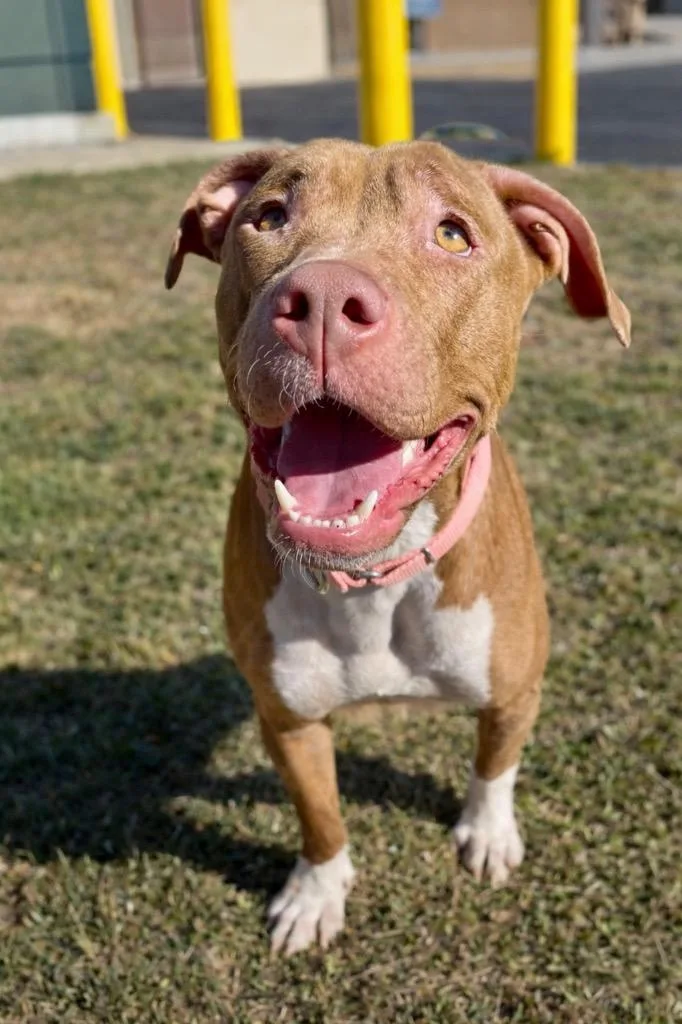 A young large-sized female Pit Bull Terrier dog named Ruby for adoption in Princeton, MA