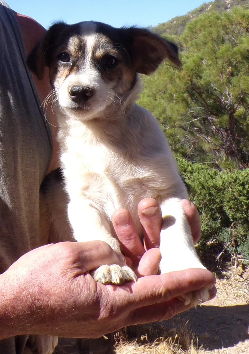 A baby small-sized male White / Cream Jack Russell Terrier dog named Jack for adoption in Corona, CA