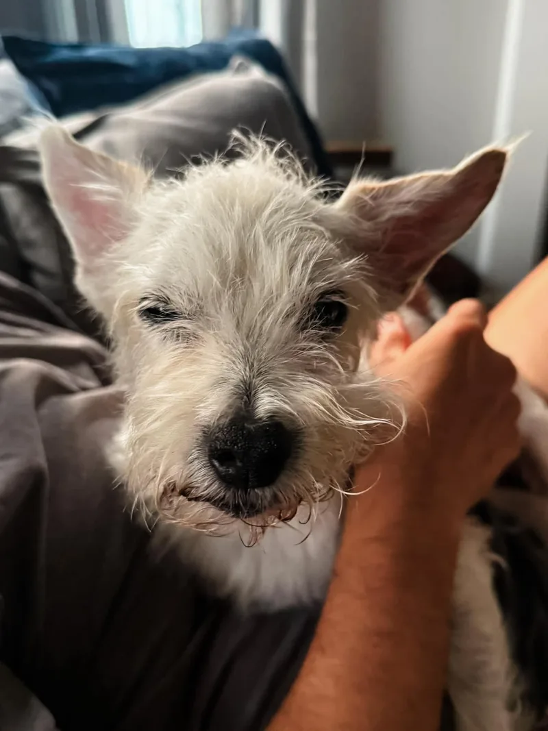 A senior small-sized male White / Cream Jack Russell Terrier dog named Max for adoption in Philadelphia, PA