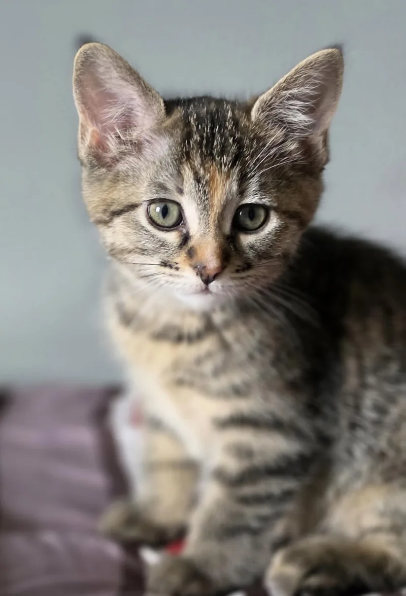 A baby small-sized female Domestic Short Hair cat named Smoky for adoption in Lockport, IL