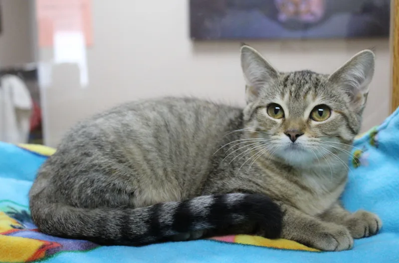 A baby medium-sized female Domestic Short Hair cat named Rainbow for adoption in Portage, WI