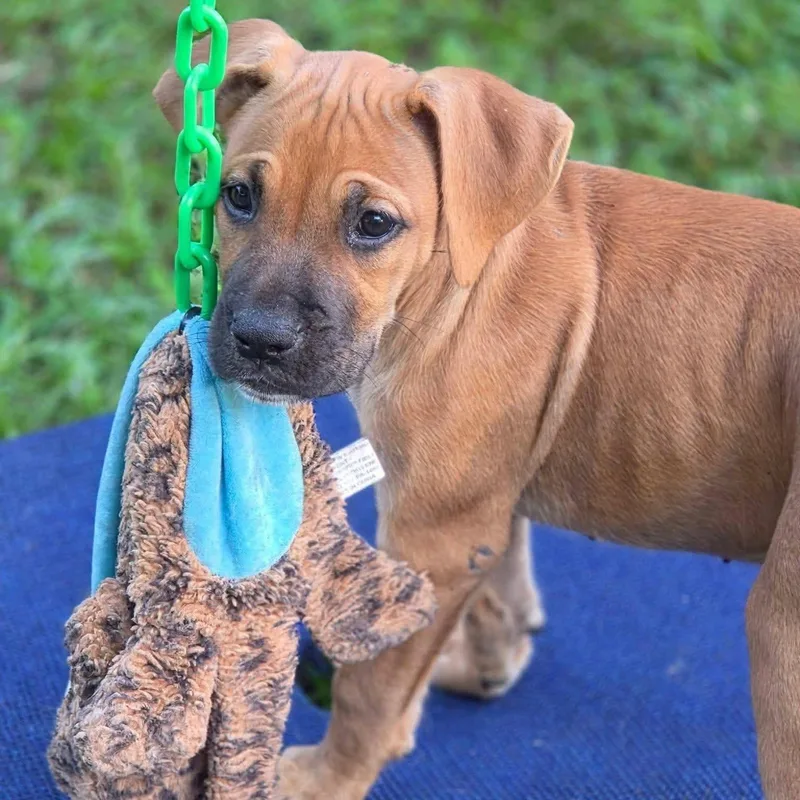 A baby medium-sized female American Staffordshire Terrier dog named Coco for adoption in Salem, NH