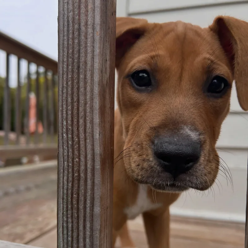 Coco thumbnail 2