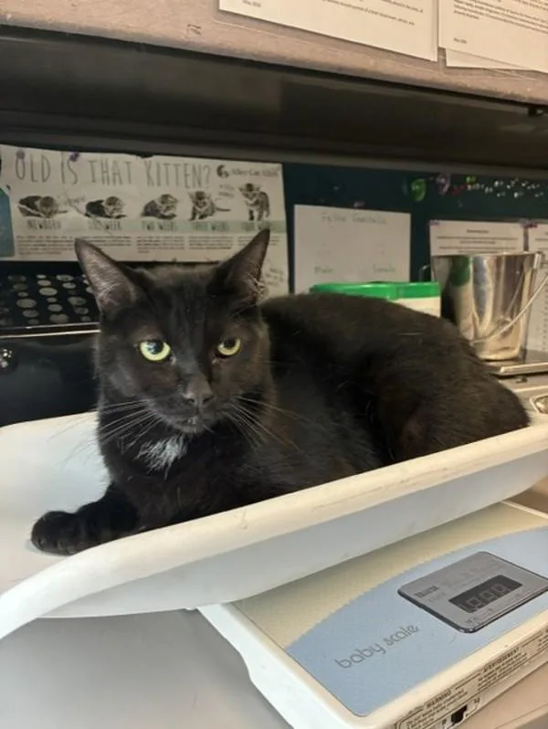 An adult medium-sized male Domestic Short Hair cat named Tyson for adoption in Salt Lake City, UT