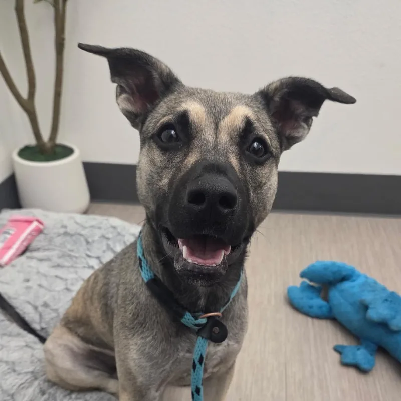 A young medium-sized female German Shepherd Dog dog named April for adoption in Reno, NV