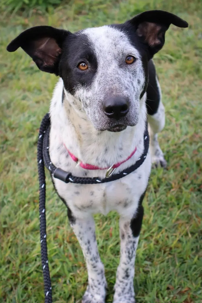 A young medium-sized female Mixed Breed dog named Mayble for adoption in Columbia, TN