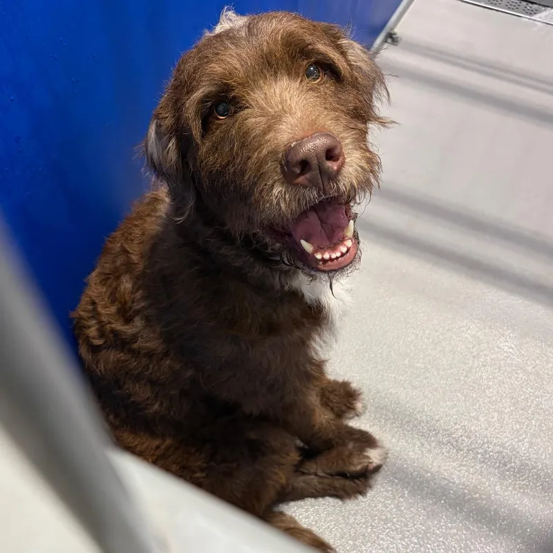 An adult large-sized female Poodle dog named Coco Puff KCAC for adoption in Kerrville, TX