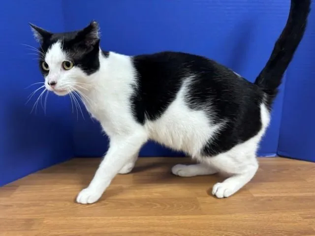 A young medium-sized male Black & White / Tuxedo Domestic Short Hair cat named Abraham for adoption in Hawk Point, MO