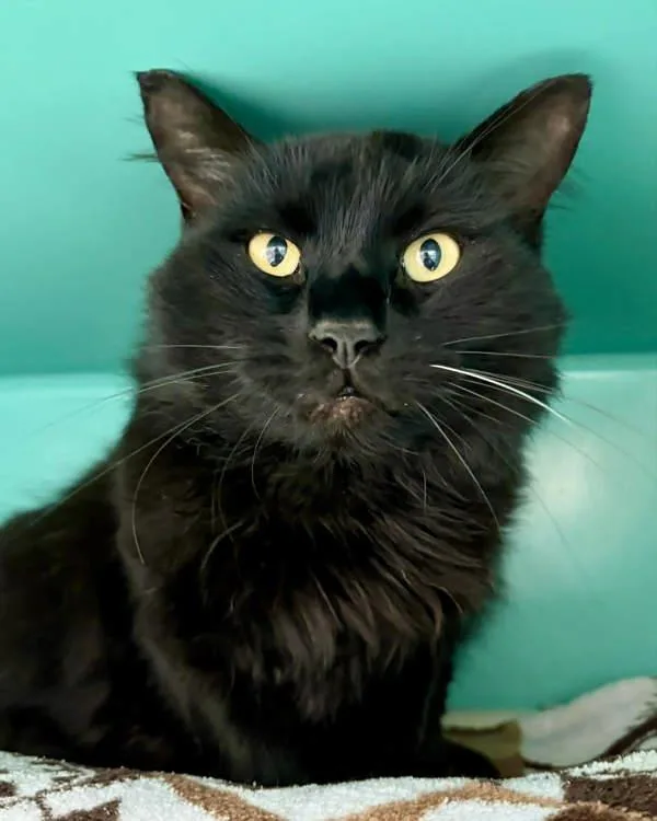 An adult small-sized male Domestic Medium Hair cat named Mickey for adoption in Novato, CA
