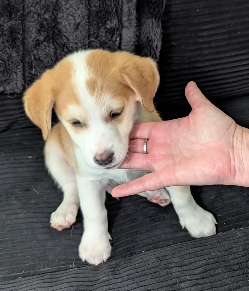 A baby small-sized male White / Cream Chihuahua dog named Caramel  Puppy for adoption in Albuquerque, NM